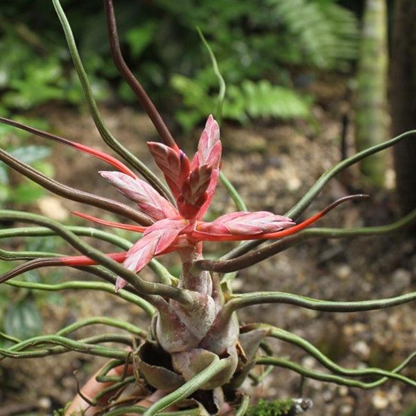 Tillandsia bulbosa