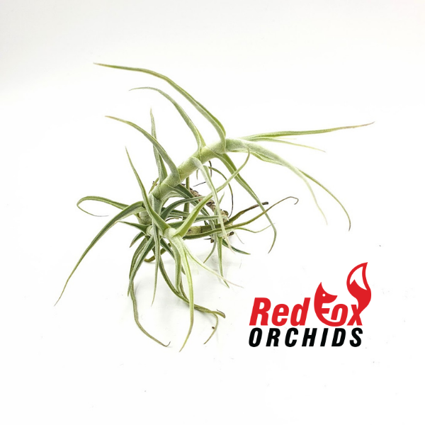 Tillandsia paleacea
