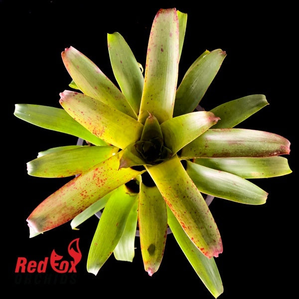 Vriesea delicatula