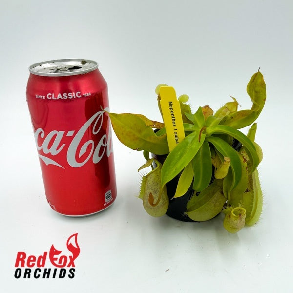 Nepenthes Louisa