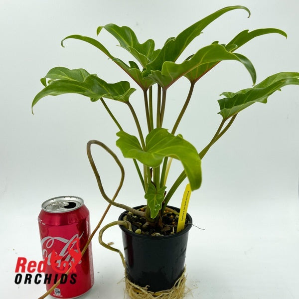 Philodendron Xanadu