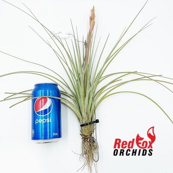 Tillandsia fasciculata v. densispica