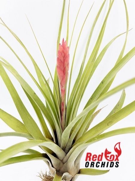 Tillandsia barclayana var minor