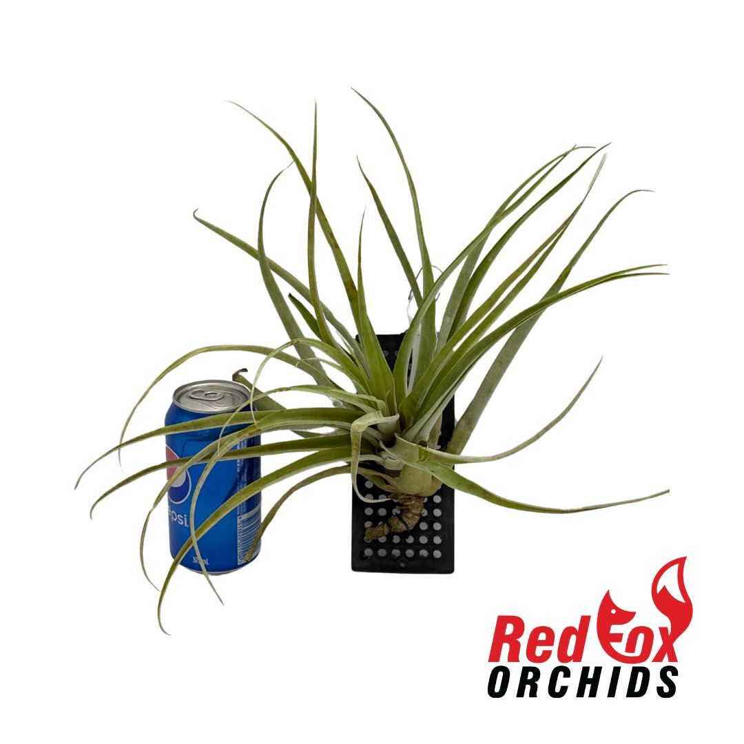 Tillandsia riohondoensis