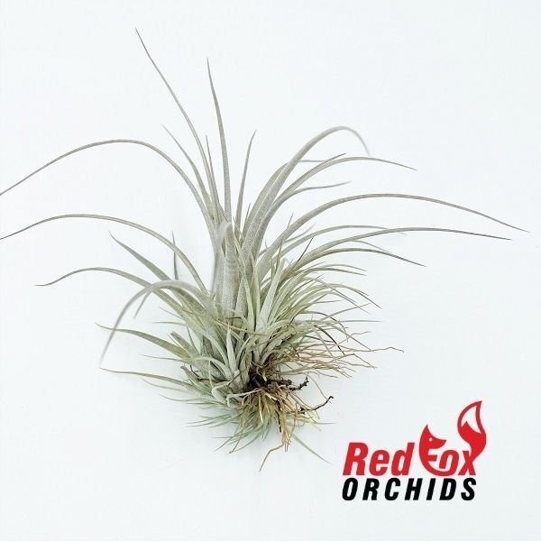 Tillandsia pringeli