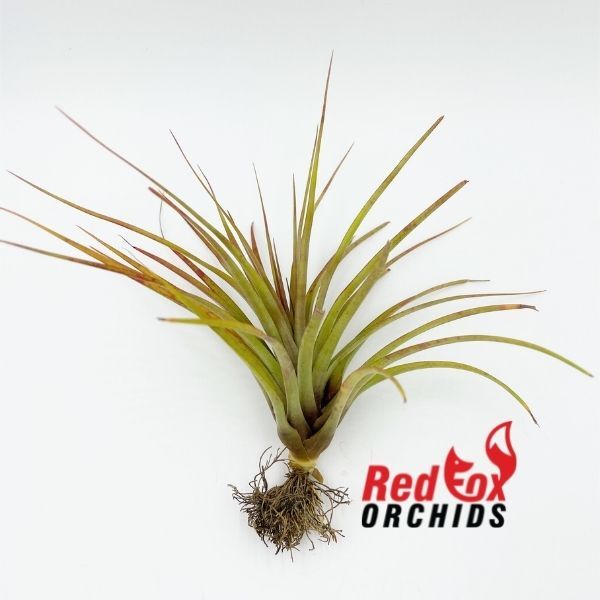 Tillandsia stricta x fasciculata
