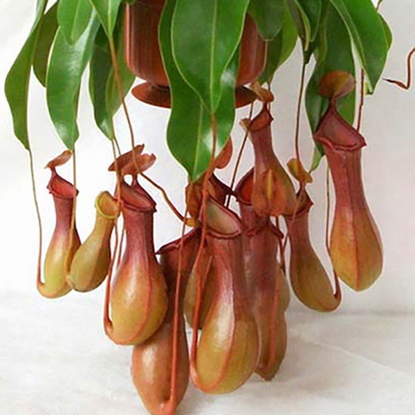 Nepenthes alata