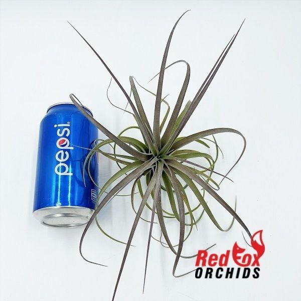 Tillandsia Jes
