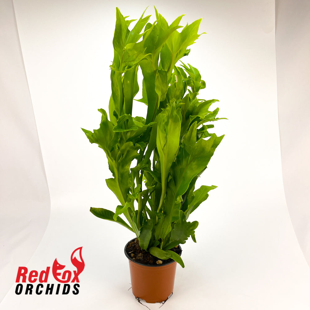 Microsorum Green Flame