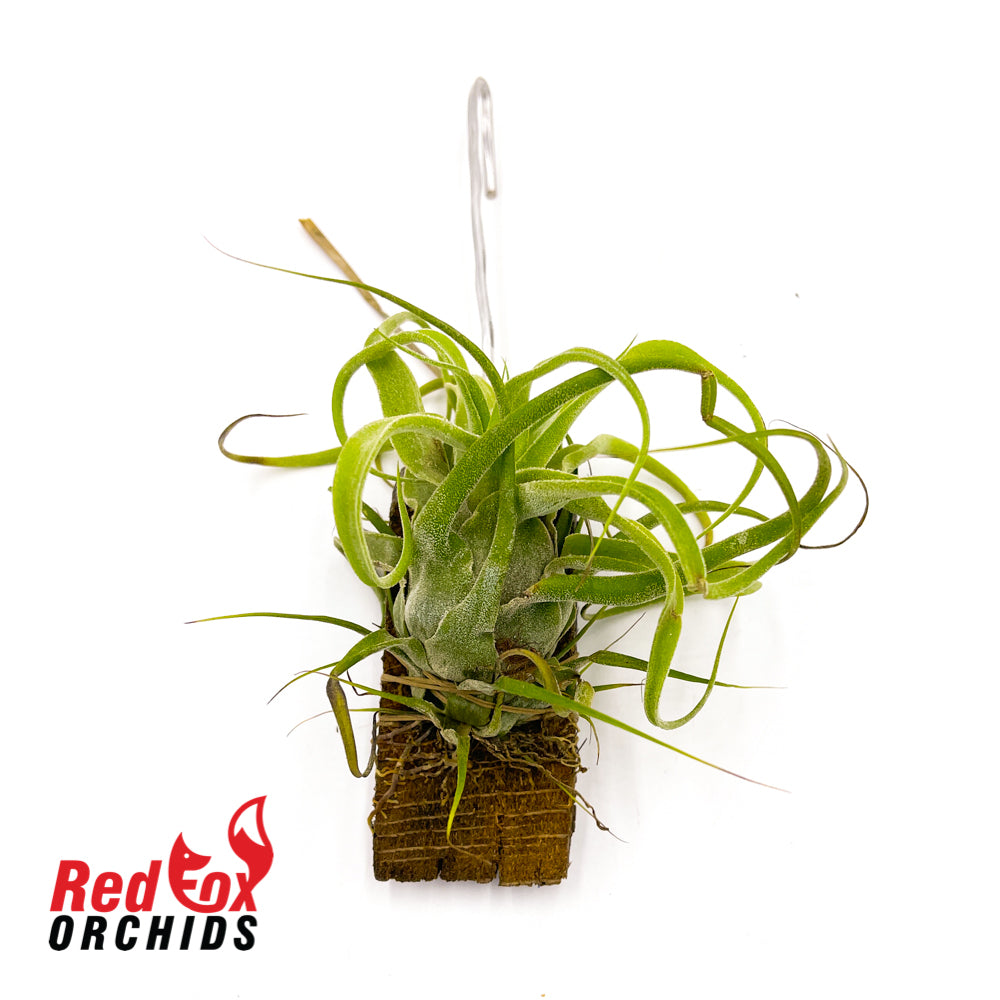 Tillandsia streptophylla 'Giant form'