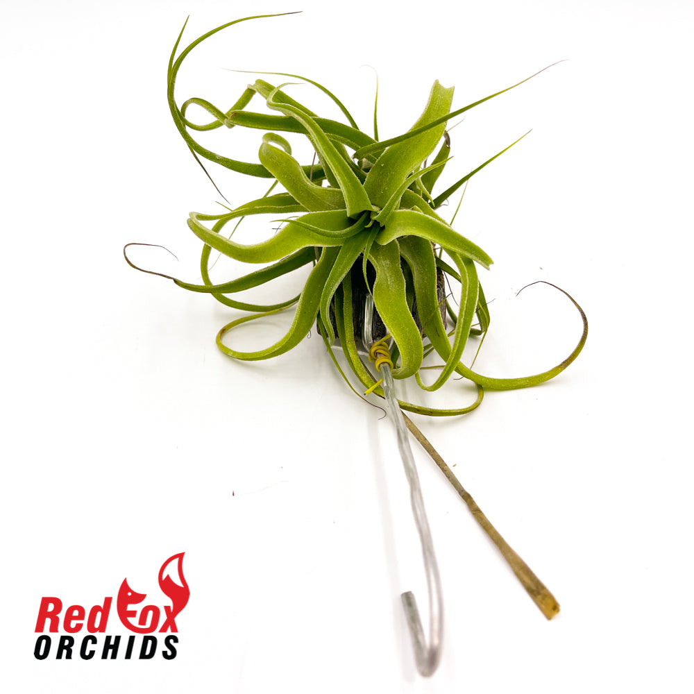 Tillandsia streptophylla 'Giant form'