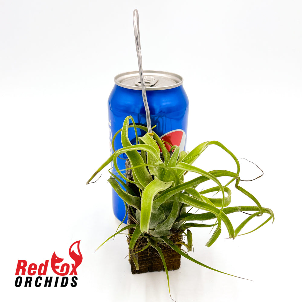 Tillandsia streptophylla 'Giant form'
