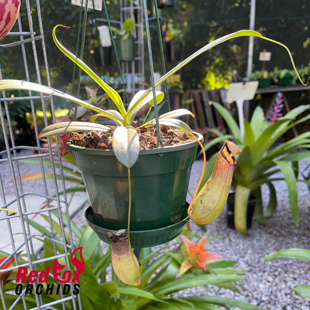 Nepenthes St Pacificus