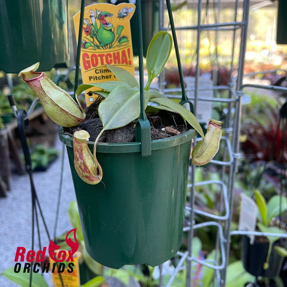 Nepenthes St Gaya
