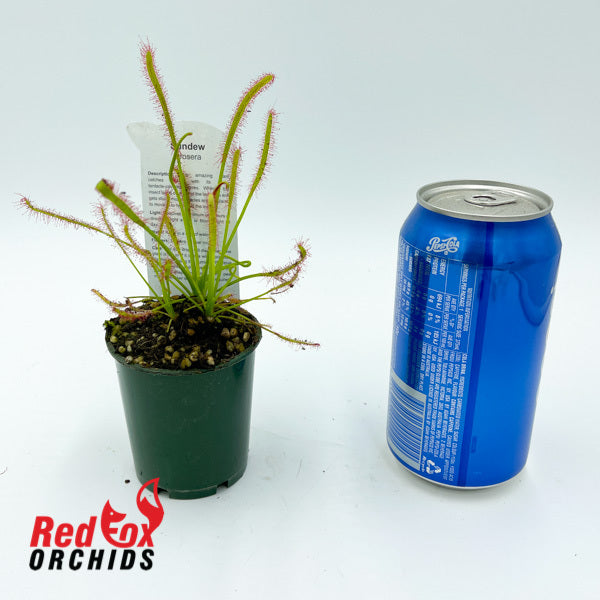 Drosera capensis