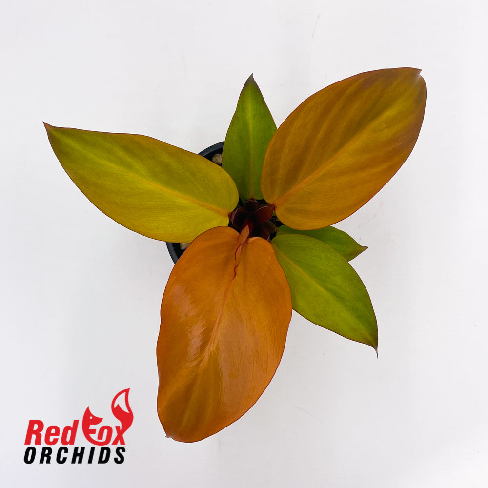 Philodendron McColley's Finale