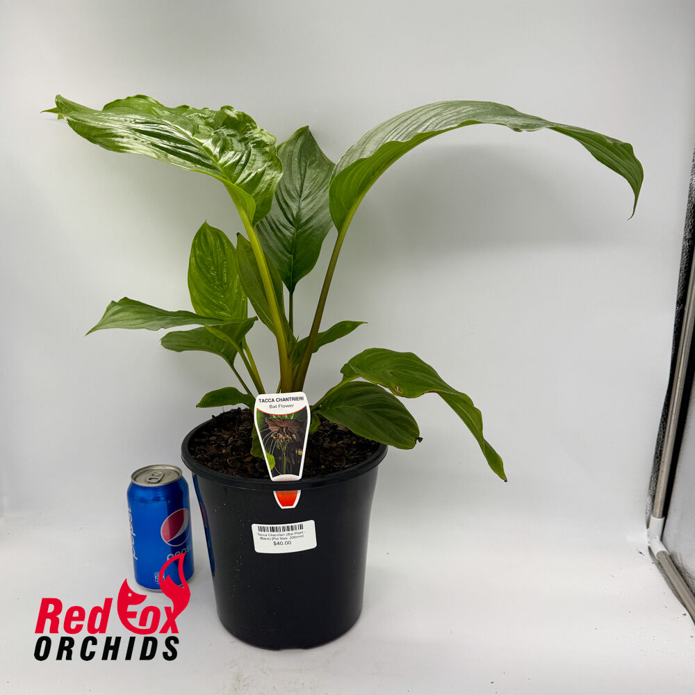 Tacca Chantrieri (Bat Plant - Black)