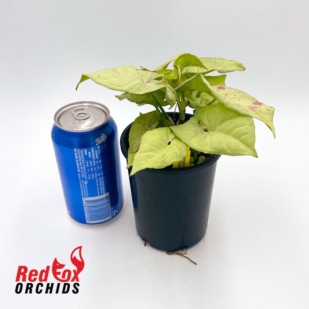 Syngonium Confetti