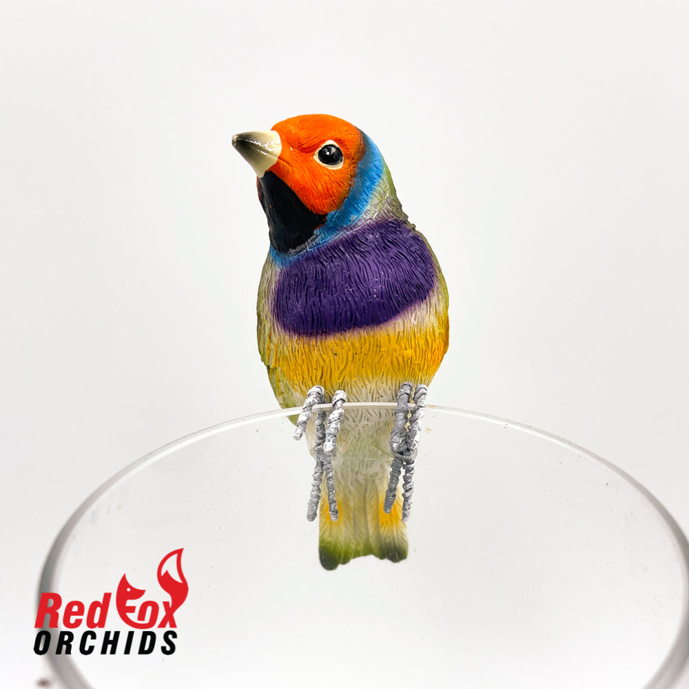 Gouldian Finch Pot Sitter