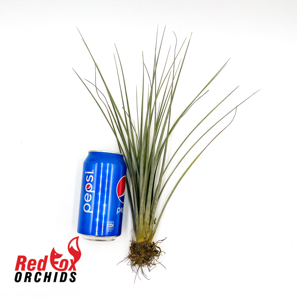 Tillandsia fasciculata 'Florida'