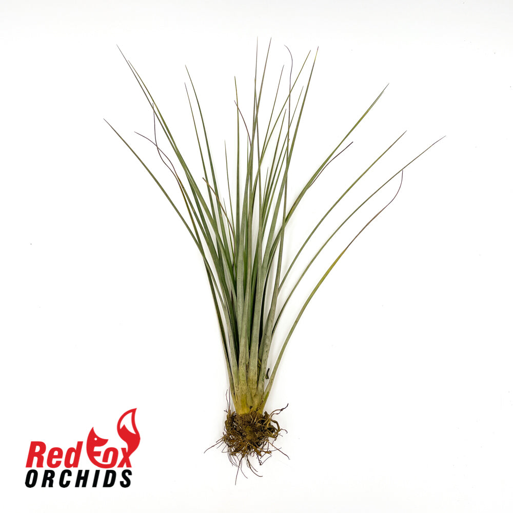 Tillandsia fasciculata 'Florida'
