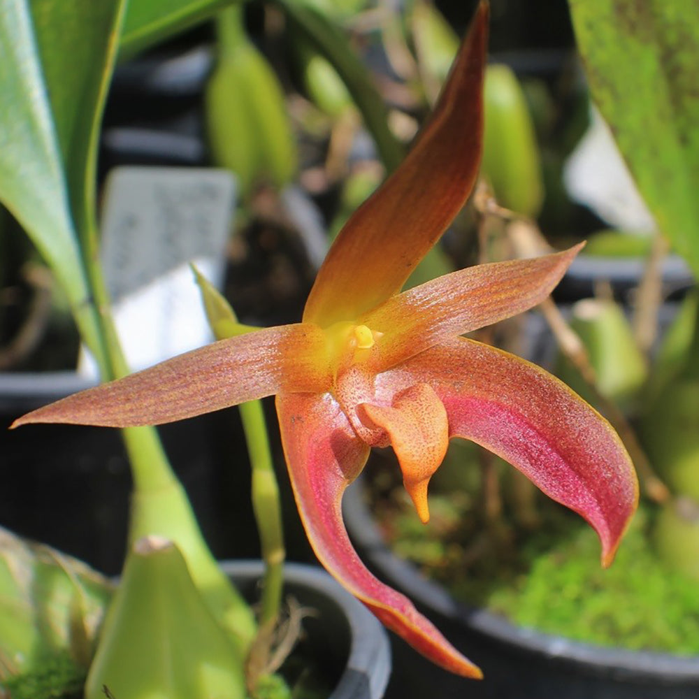 Bulbophyllum Linda B