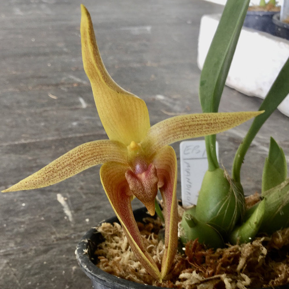 Bulbophyllum Linda B