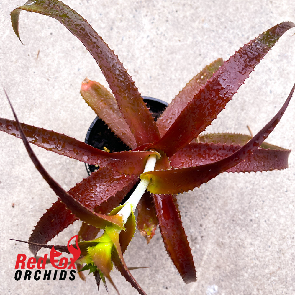 Orthophytum Starlite