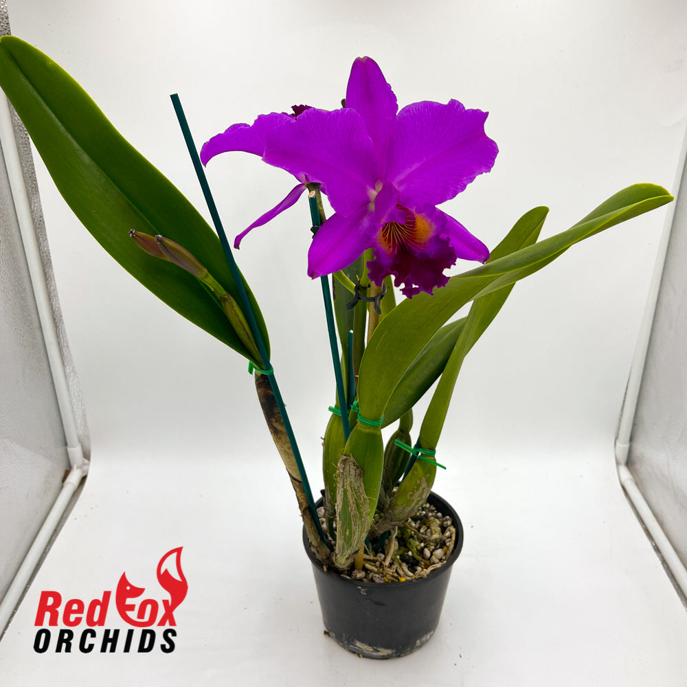 Brassolaeliocattleya (Mount Isa x Glenn Maidment) x Cattleya labiata var. rubra