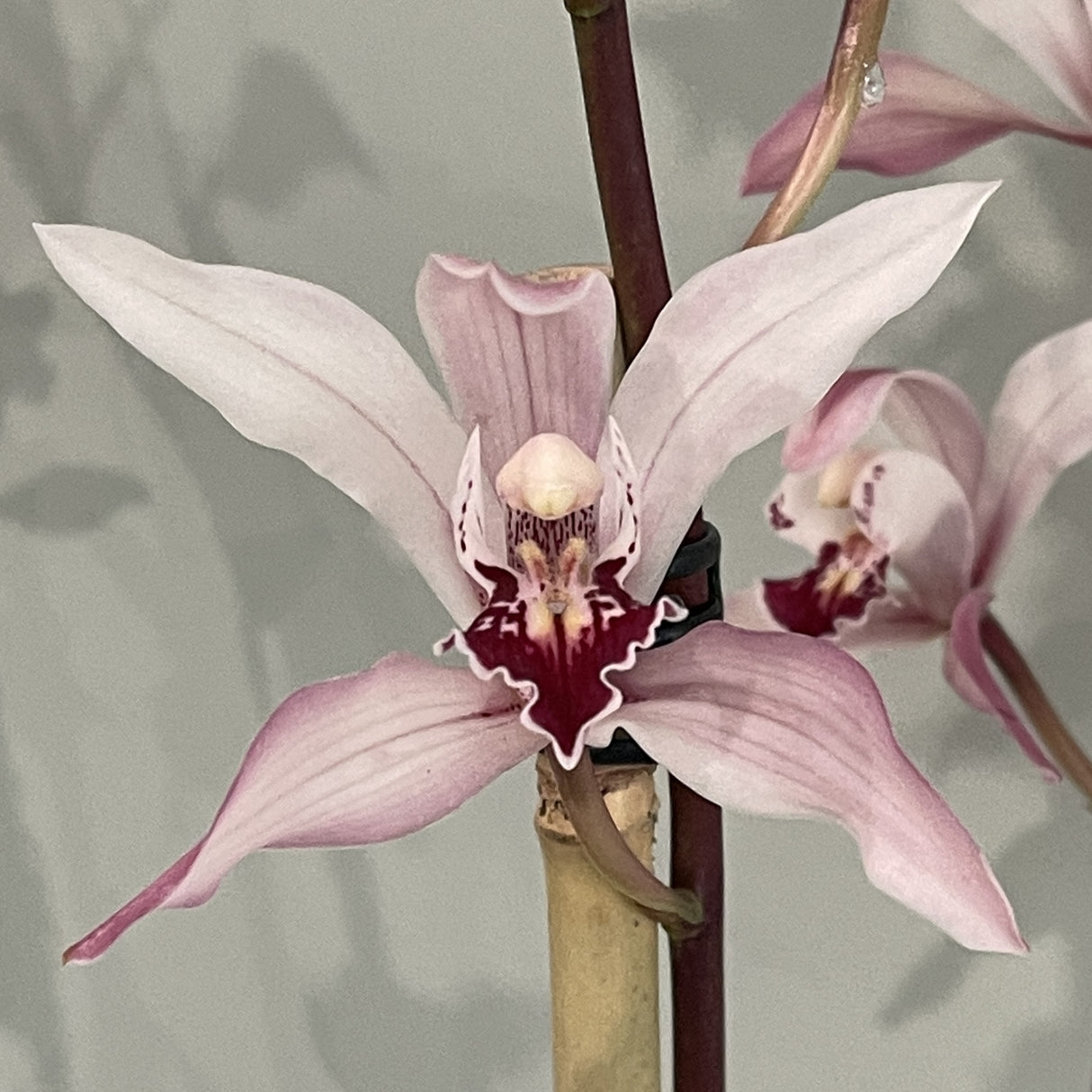 Cymbidium insigne