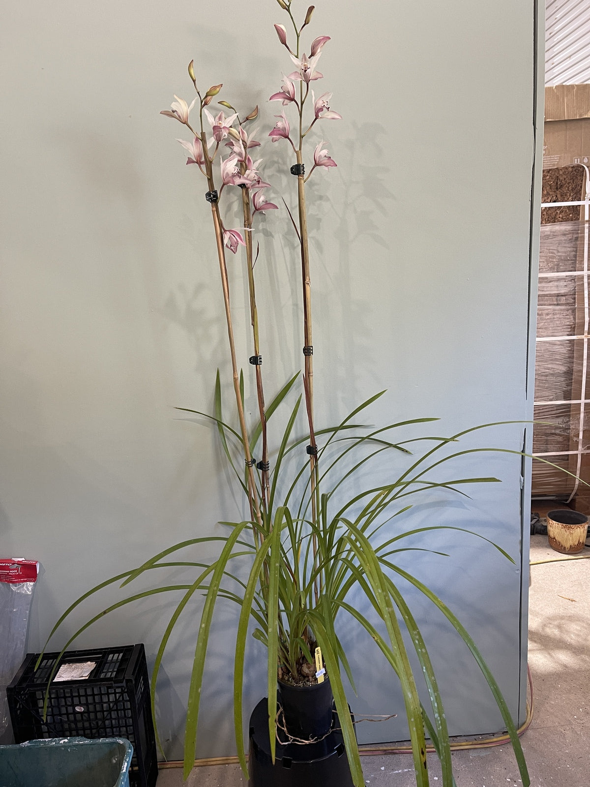 Cymbidium insigne