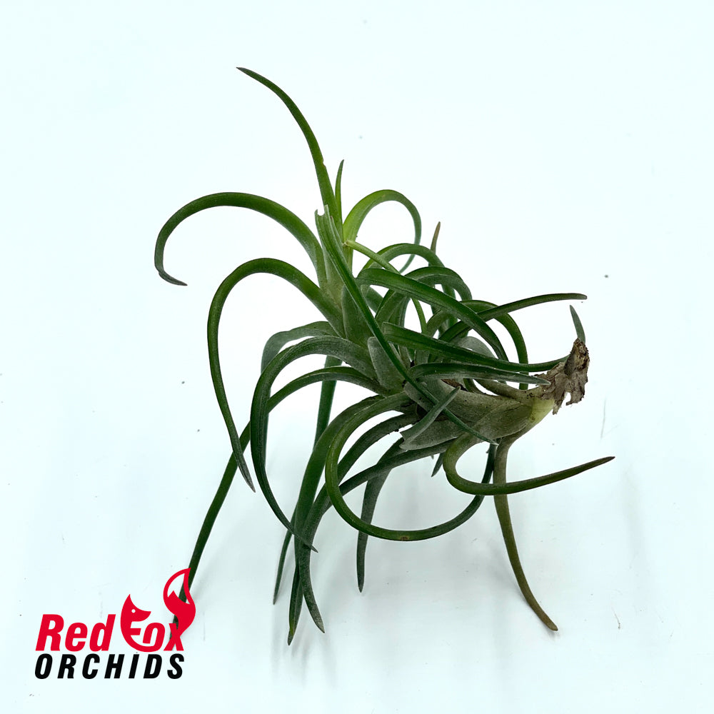 Tillandsia Neglecta