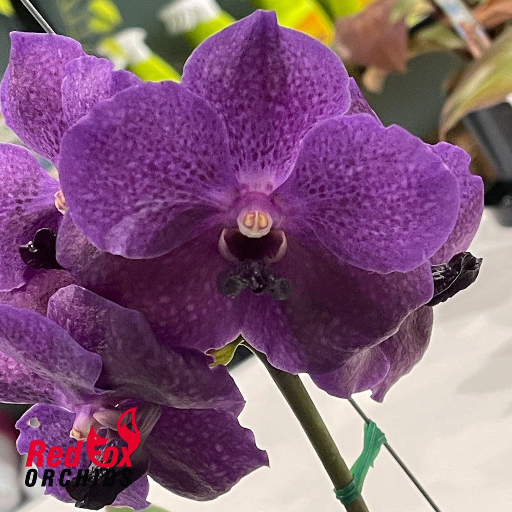 Vanda Fuchs Delight x Vanda Dr. Anek