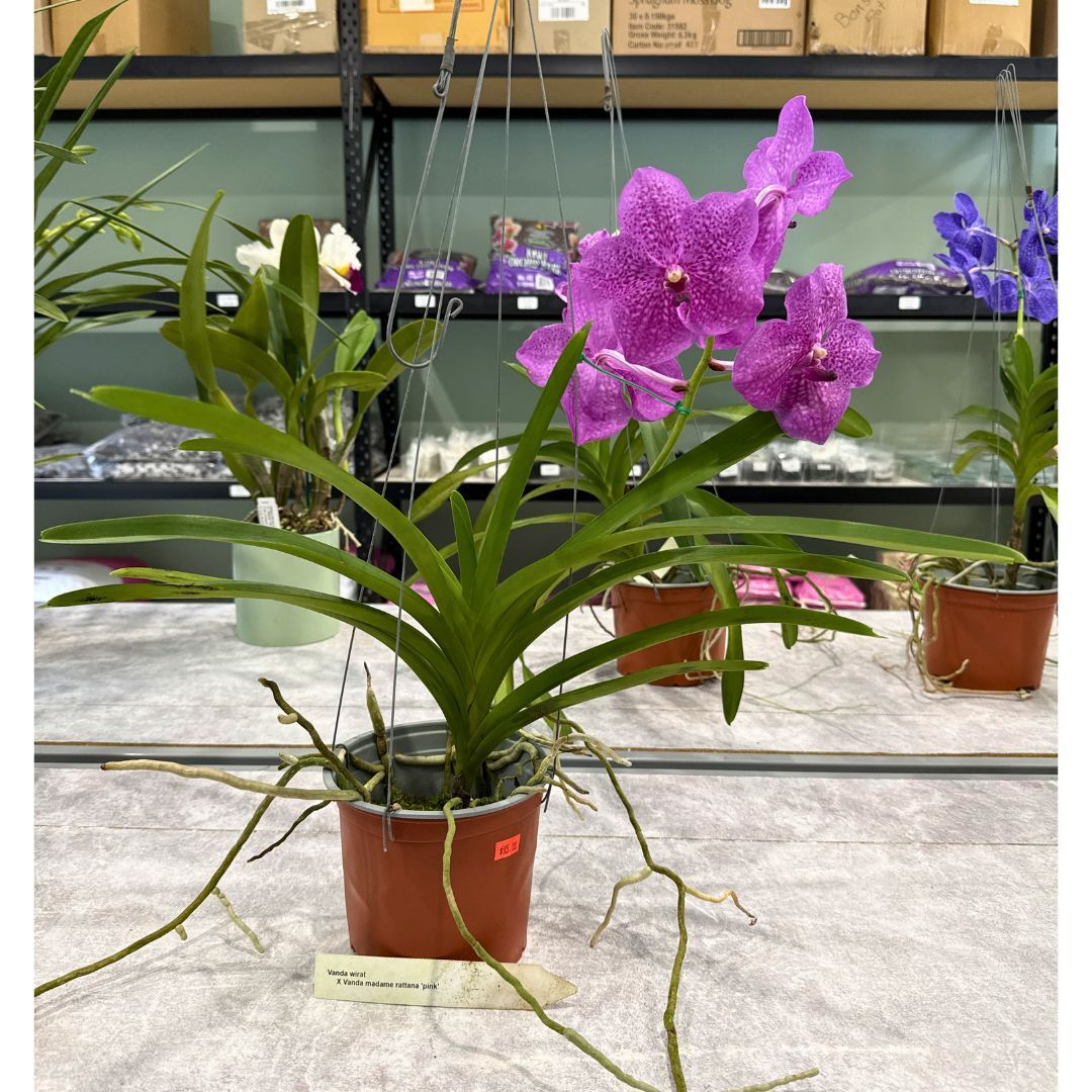 Vanda Wirat X Madame rattana 'Pink'