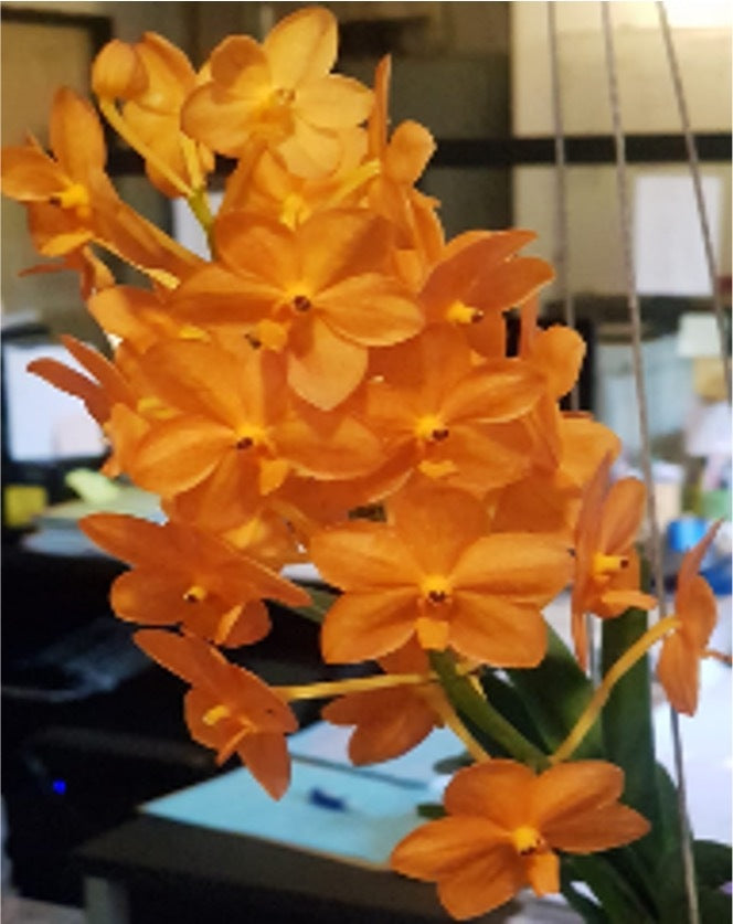 Ascda. Suksamran Sunlight x Asctm. miniatum Flask