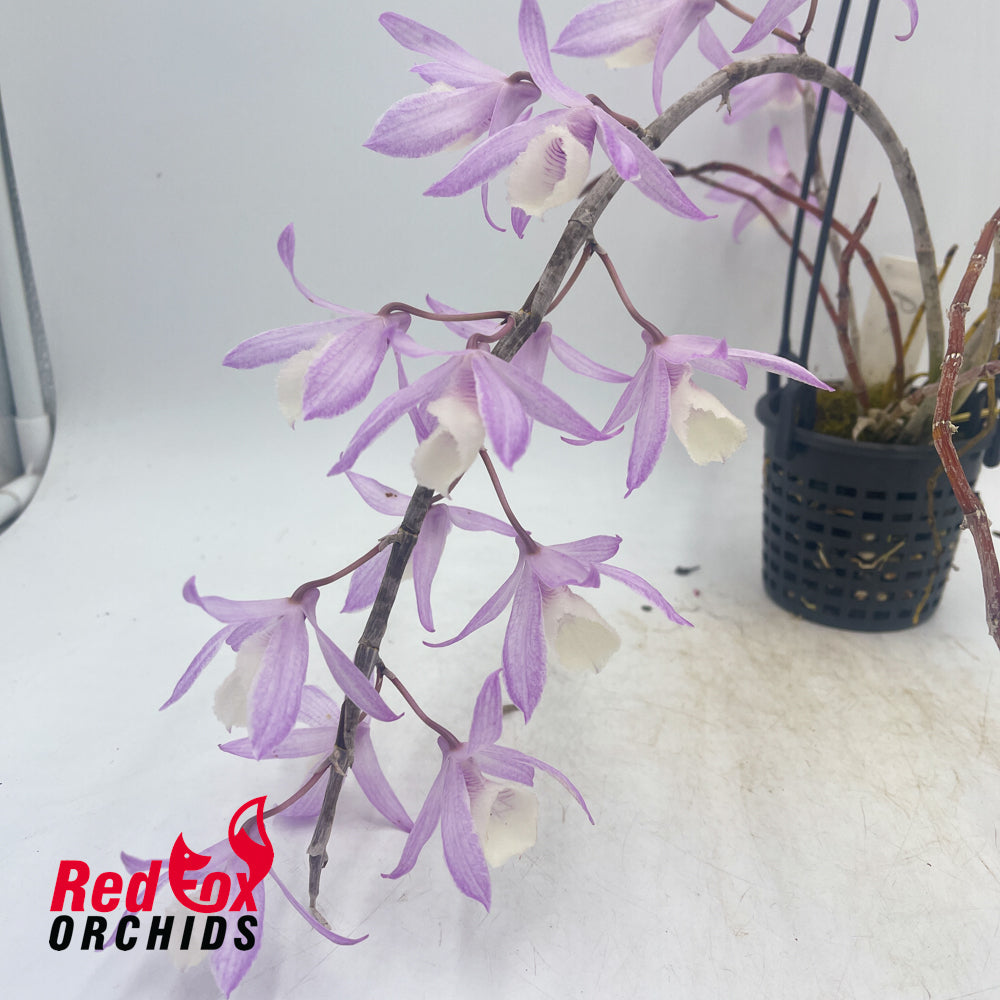 Dendrobium adastra x Dendrobium aphyllum 'Alba' (PinkForm)
