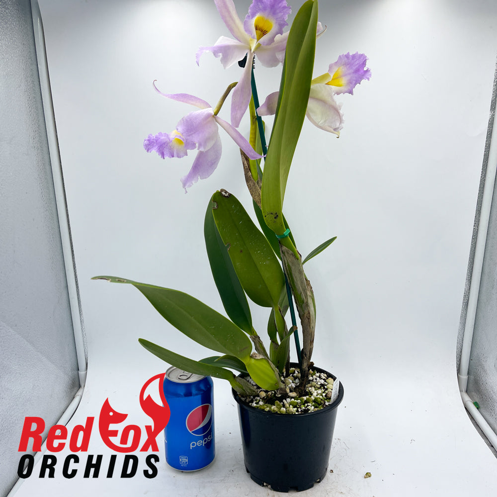 Cattleya Bella