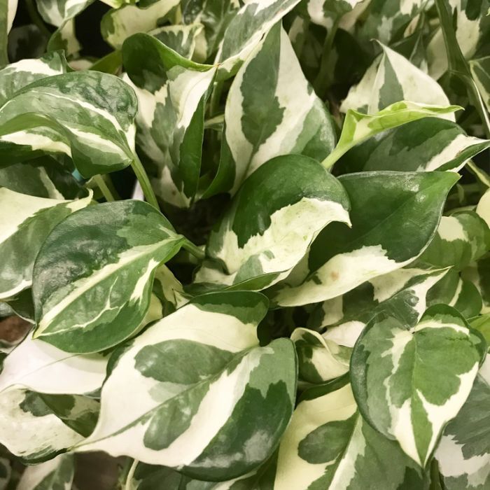 Pothos Pearls and Jade