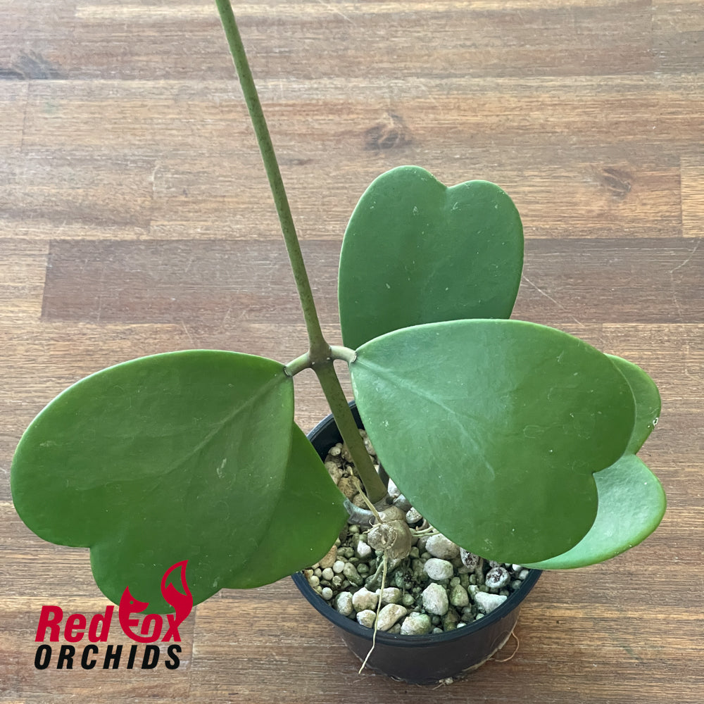 Hoya kerrii
