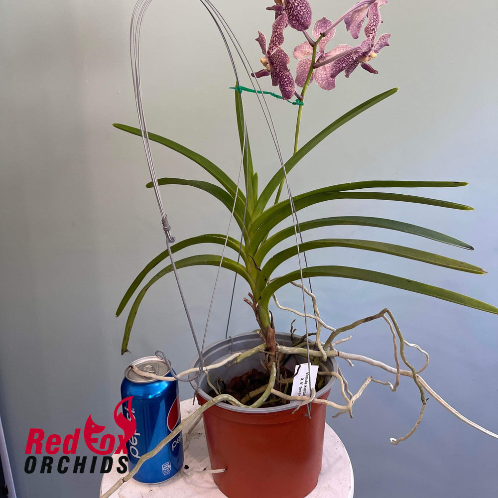 Vanda Kultana Scarlet x Vanda tessellata