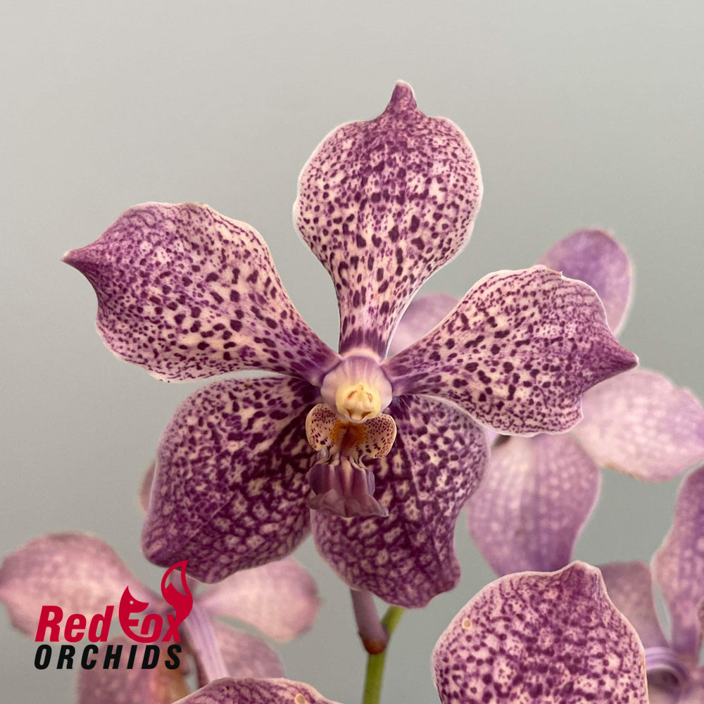 Vanda Kultana Scarlet x Vanda tessellata