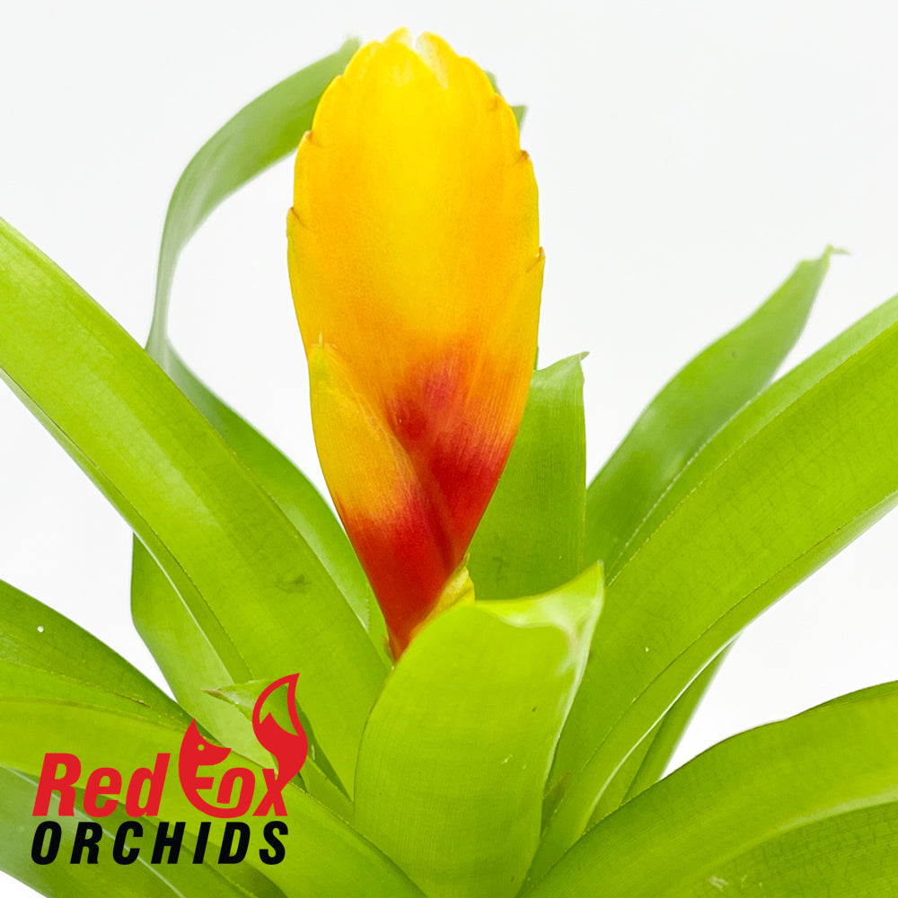 Vriesea Delphinus