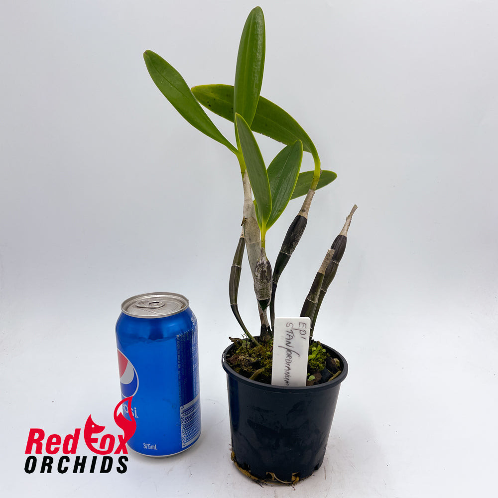 Epidendrum stamfordianum
