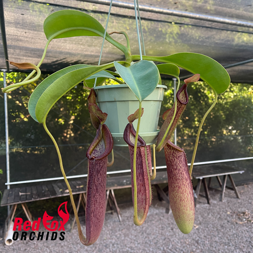 Nepenthes (eymae x veitchii) x (lowii x fusca)