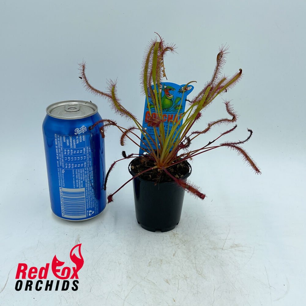 Drosera capensis Giant