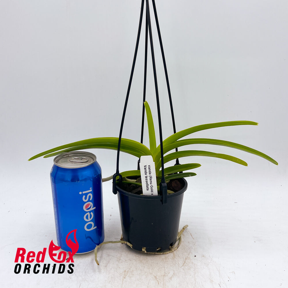 Vanda (Renu Gold x Boris) x tessallata
