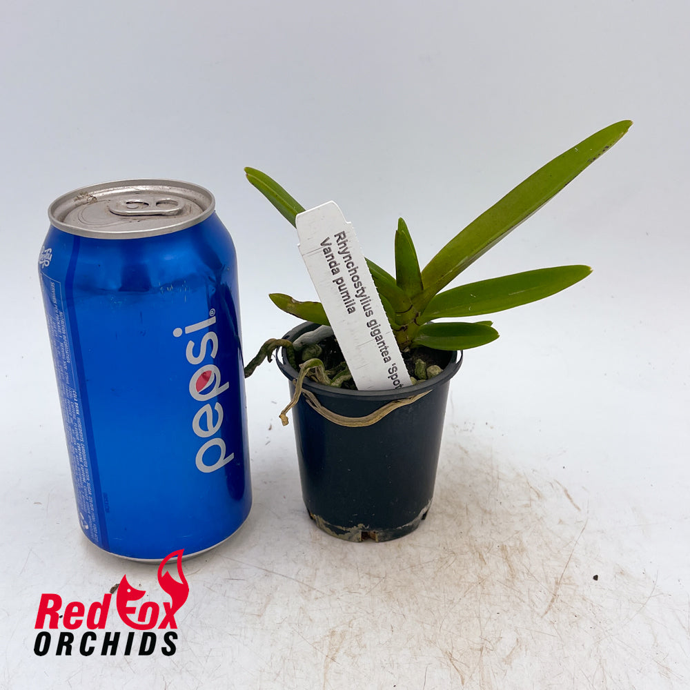 Rhynchostylis Gigantea 'Spots' X Vanda Pumila