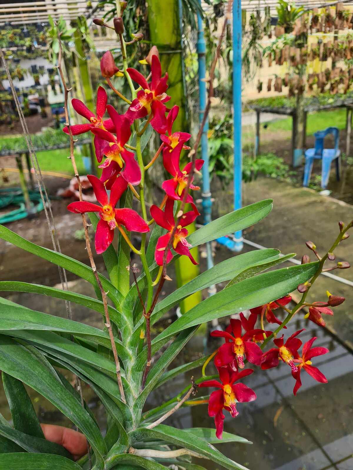 Renanthera philippinensis x Rhynchostylis coelestis