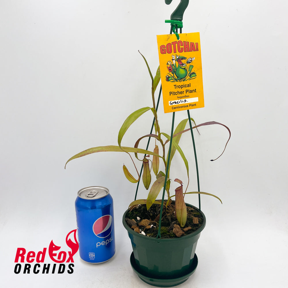 Nepenthes gracilis