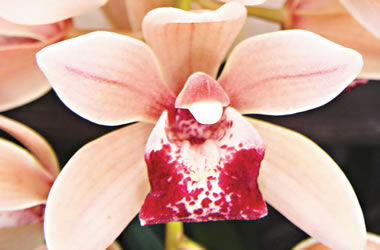 Cymbidium Mary Green 'Lipstick'